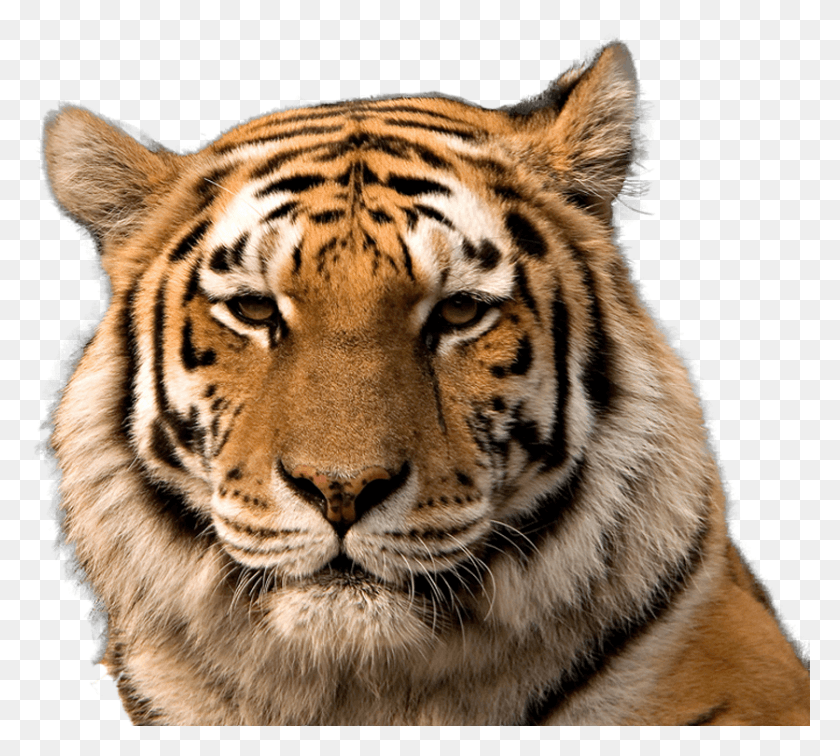 836x747 Free Icons Tiger Face, Tiger, Wildlife, Mammal HD PNG Download