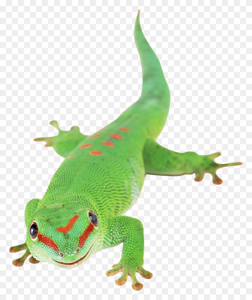 800x964 Descargar Png Reptiles Que Puedas Tener En Casa, Gecko, Lagarto, Reptil Hd Png