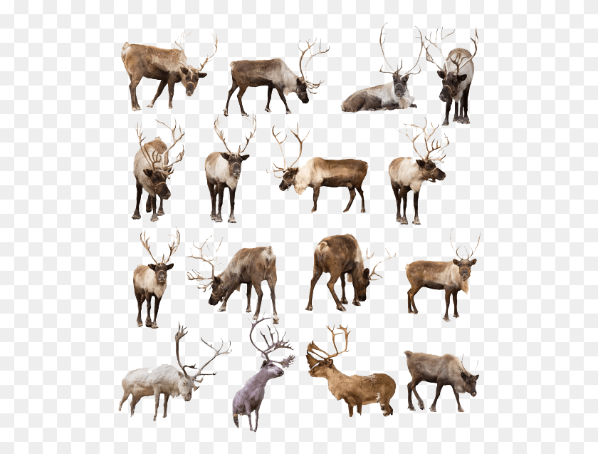 510x577 Free Image Transparent Background Reindeer Transparent, Antler, Deer, Wildlife HD PNG Download