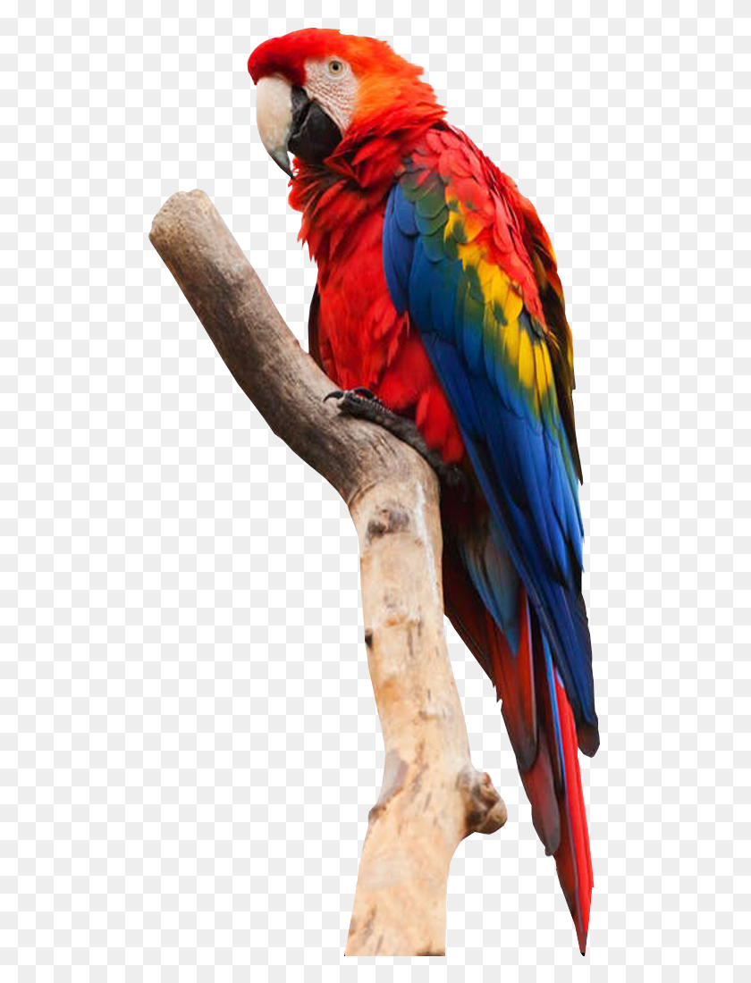 511x1040 Free Images Bird With No Background, Macaw, Parrot, Animal HD PNG Download