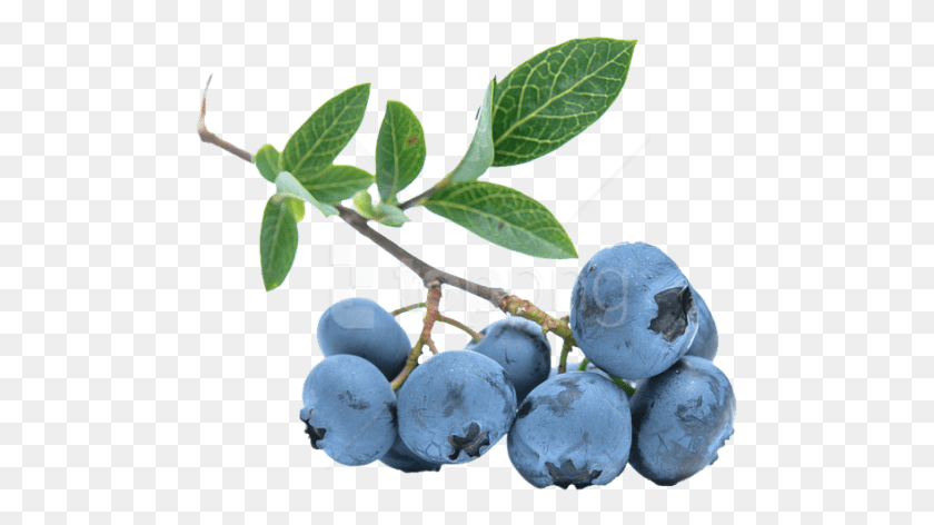 491x412 Free Images Blueberry Vine Transparent Background, Plant, Fruit, Food HD PNG Download