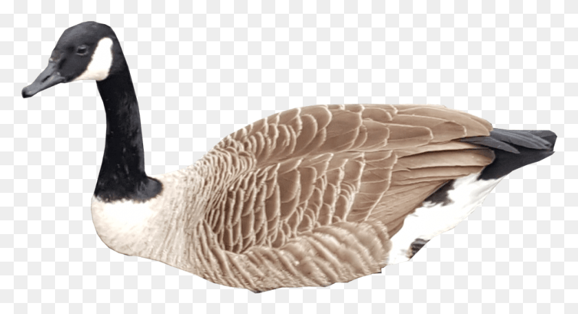 942x479 Free Images Canadian Goose Transparent Background, Bird, Animal, Anseriformes HD PNG Download