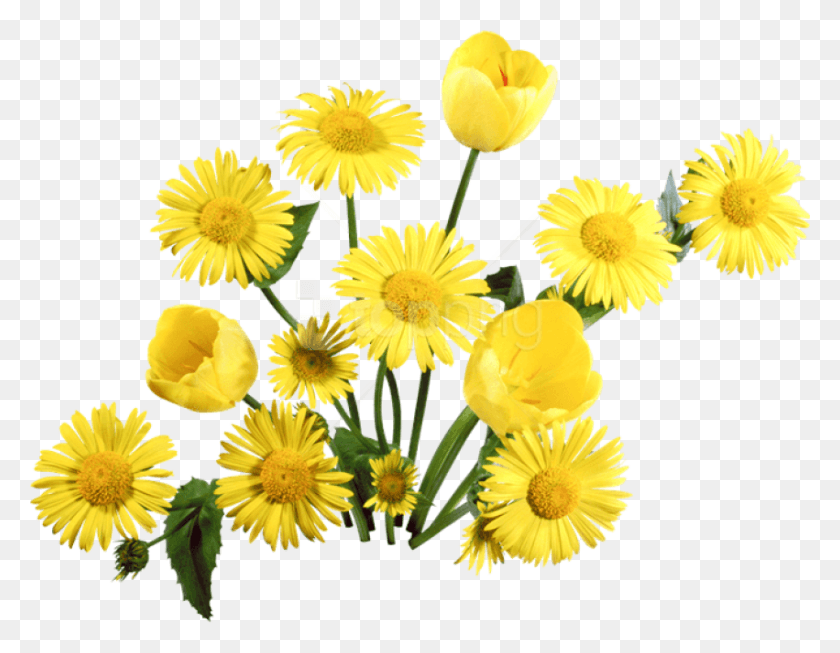 851x648 Free Images Dandelion, Plant, Flower, Blossom HD PNG Download