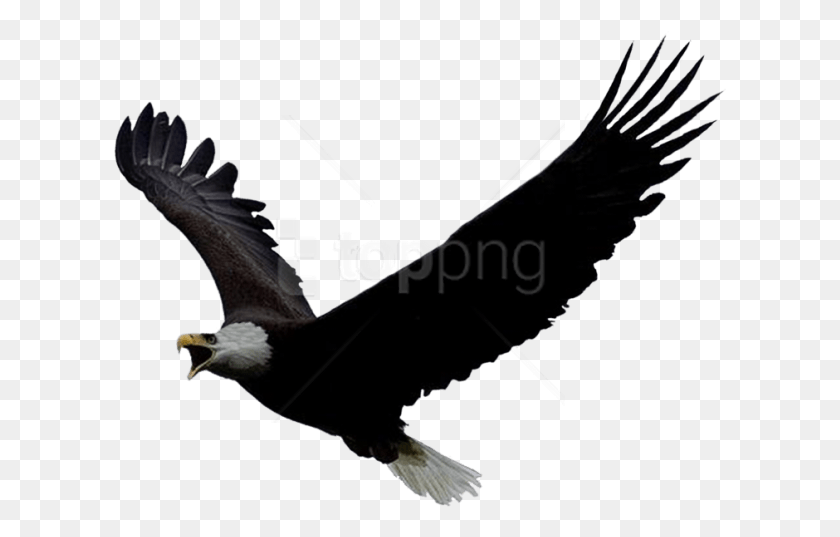 613x477 Free Images Eagle Pic For Picsart, Bird, Animal, Bald Eagle HD PNG Download