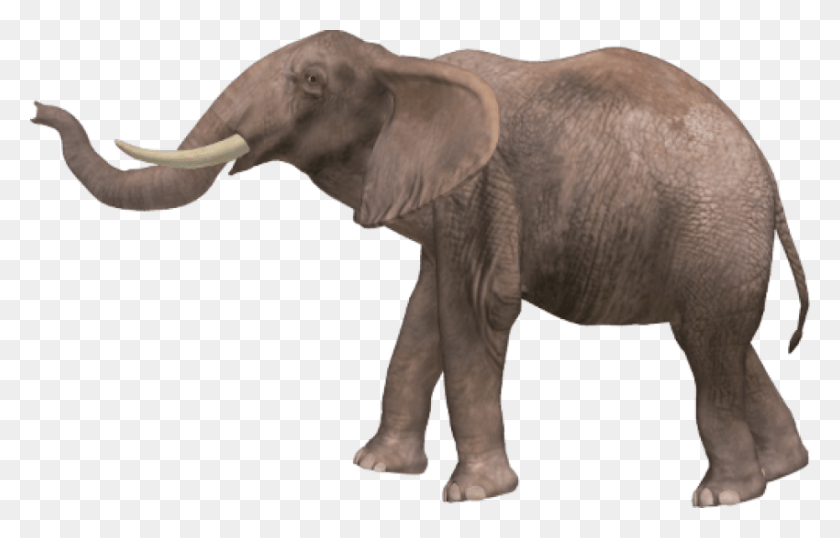 850x521 Free Images Elphant D Asie Dessin, Elephant, Wildlife, Mammal HD PNG Download