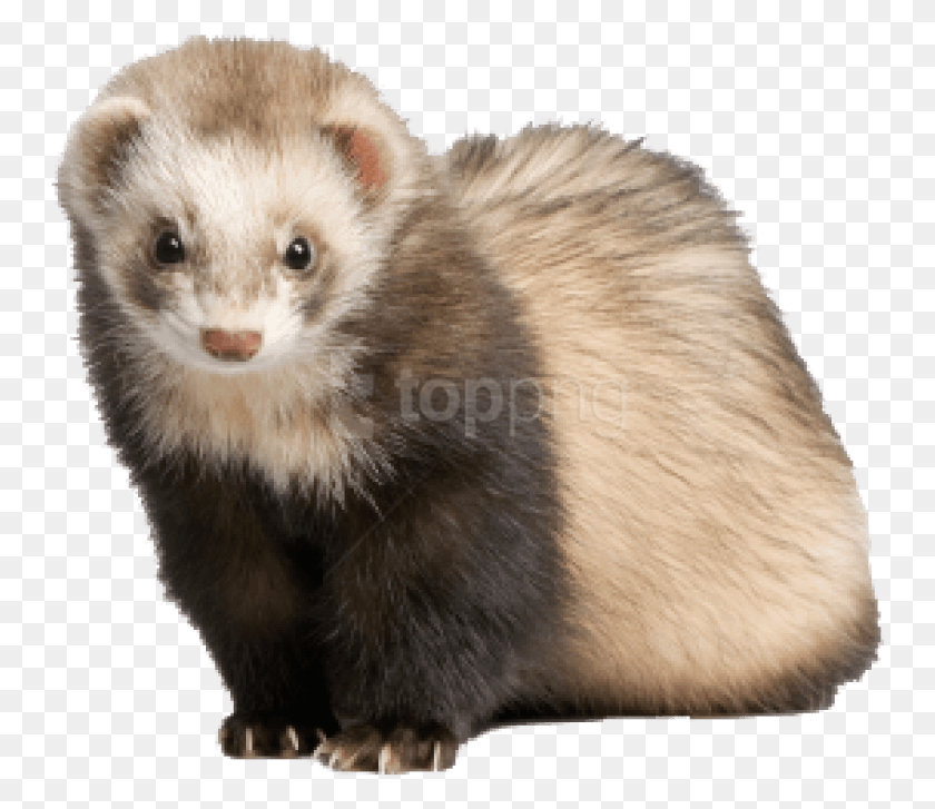 750x667 Free Images Ferret, Rat, Rodent, Mammal HD PNG Download