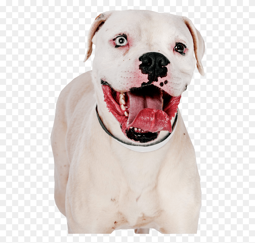 512x742 Free Images Pitbull With Transparent Background, Dog, Pet, Canine HD PNG Download