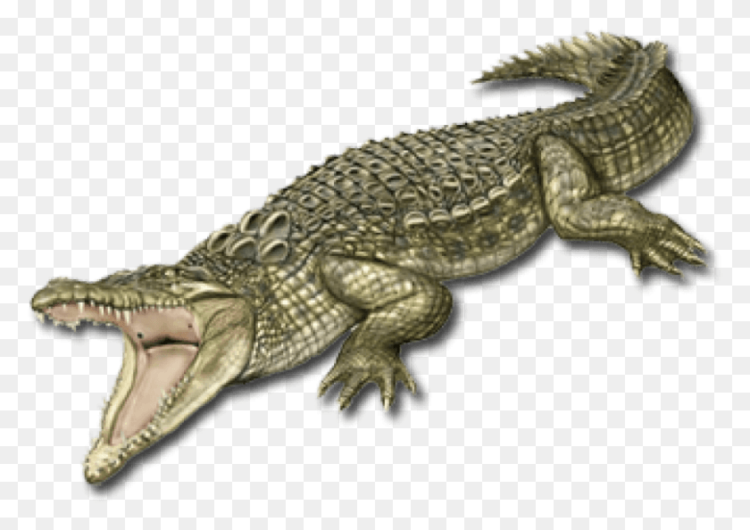 807x553 Free Images Portable Network Graphics, Crocodile, Reptile, Animal HD PNG Download