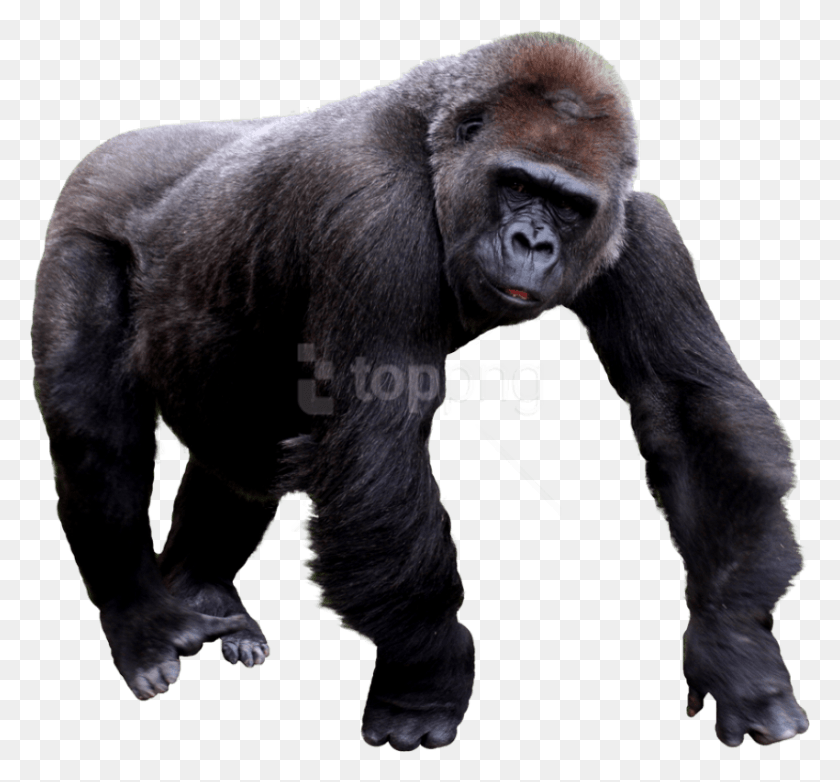 850x787 Free Images Toppng Transparent Transparent Background Mountain Gorilla, Wildlife, Mammal, Animal HD PNG Download