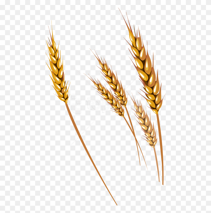 480x789 Free Images Toppng Transparent Transparent Background Wheat Vector, Plant, Vegetable, Food HD PNG Download