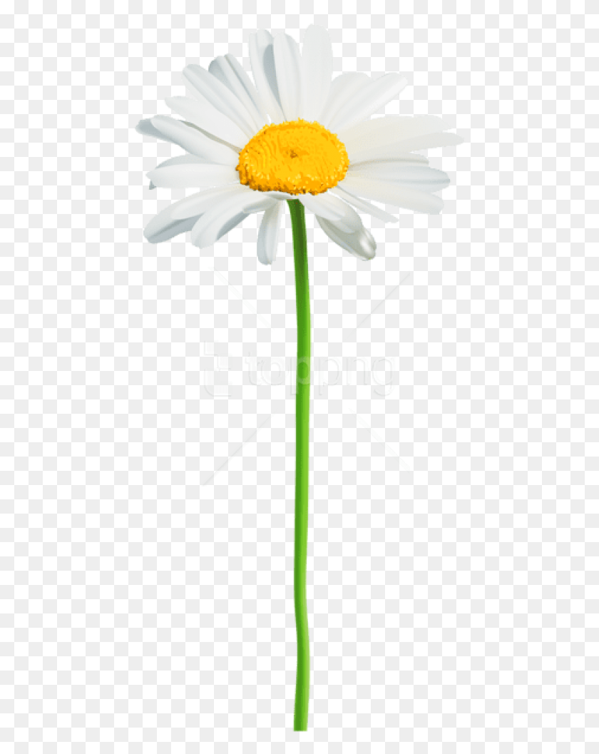 467x997 Free Images Transparent Background Daisy, Plant, Flower, Blossom HD PNG Download