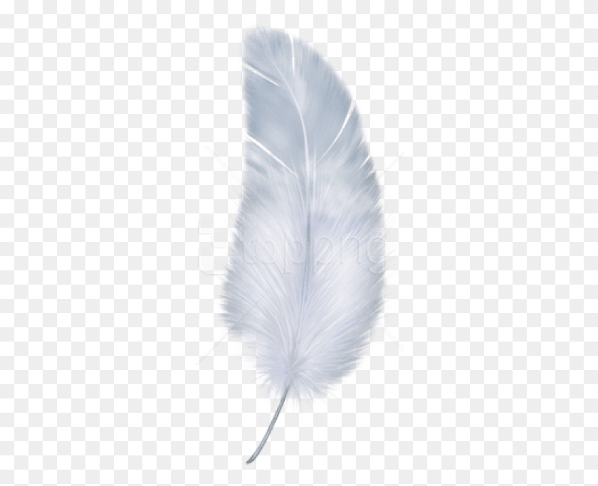 295x623 Free Images Transparent Background Feather, Plant, Petal, Flower HD PNG Download