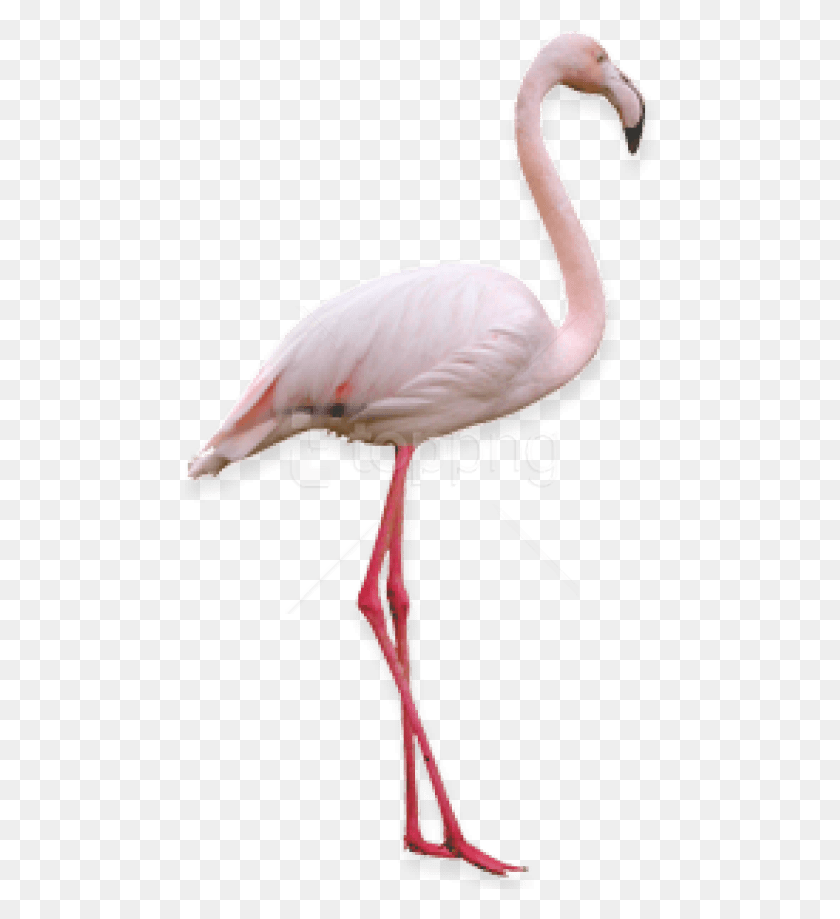 472x859 Free Images Transparent Background Flamingo, Bird, Animal, Beak HD PNG Download