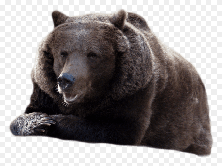 847x621 Free Images Transparent Black Bear Transparent Background, Bear, Wildlife, Mammal HD PNG Download