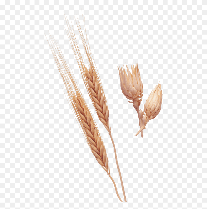 480x786 Free Images Transparent Wheat, Plant, Vegetable, Food HD PNG Download