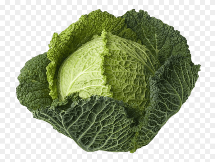740x572 Free Images Vegetable Cabbage, Plant, Food, Head Cabbage HD PNG Download