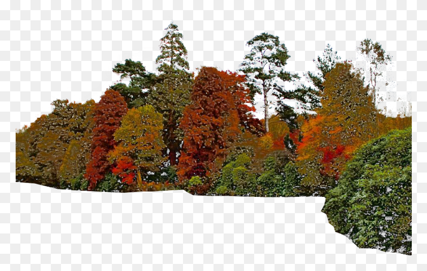 961x584 Free Images With Transparent Backgrounds Sheffield Park Garden, Tree, Plant, Maple HD PNG Download
