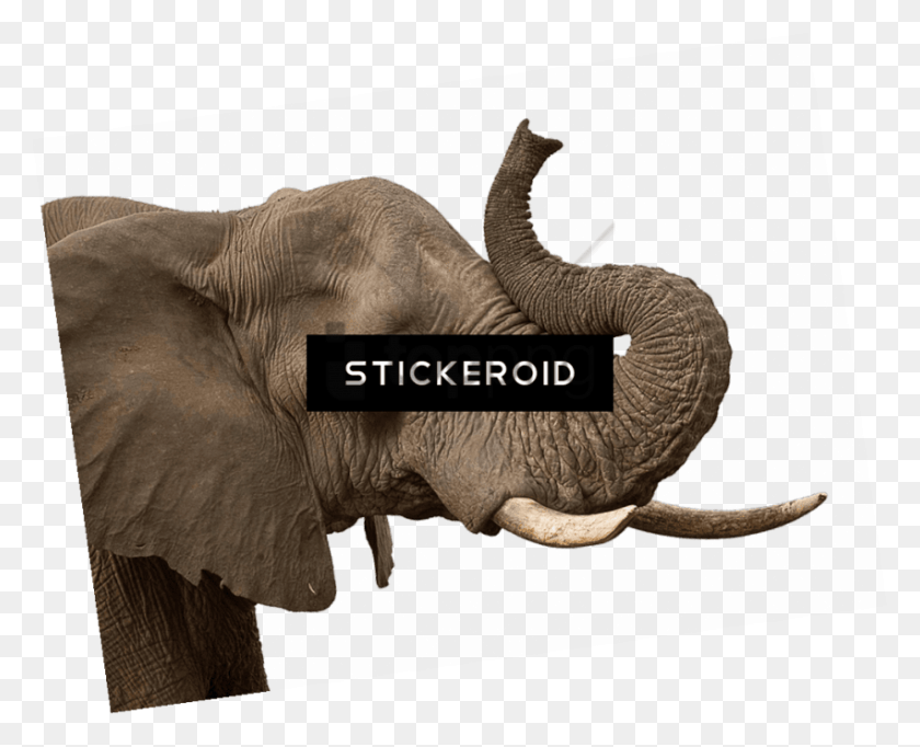 850x678 Elefante Indio Png / Elefante Indio Transparente Hd Png