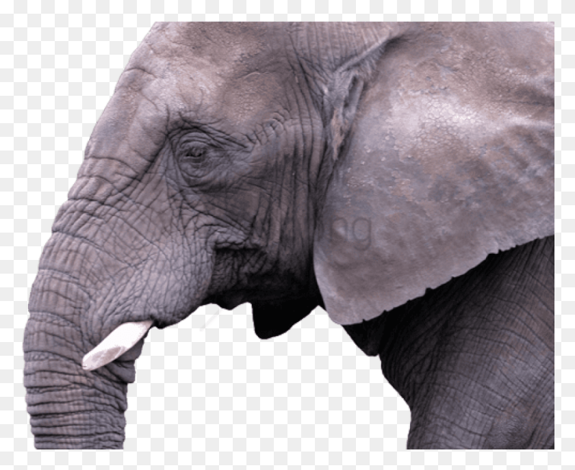 850x684 Png Изображение - Индийский Слон Png.