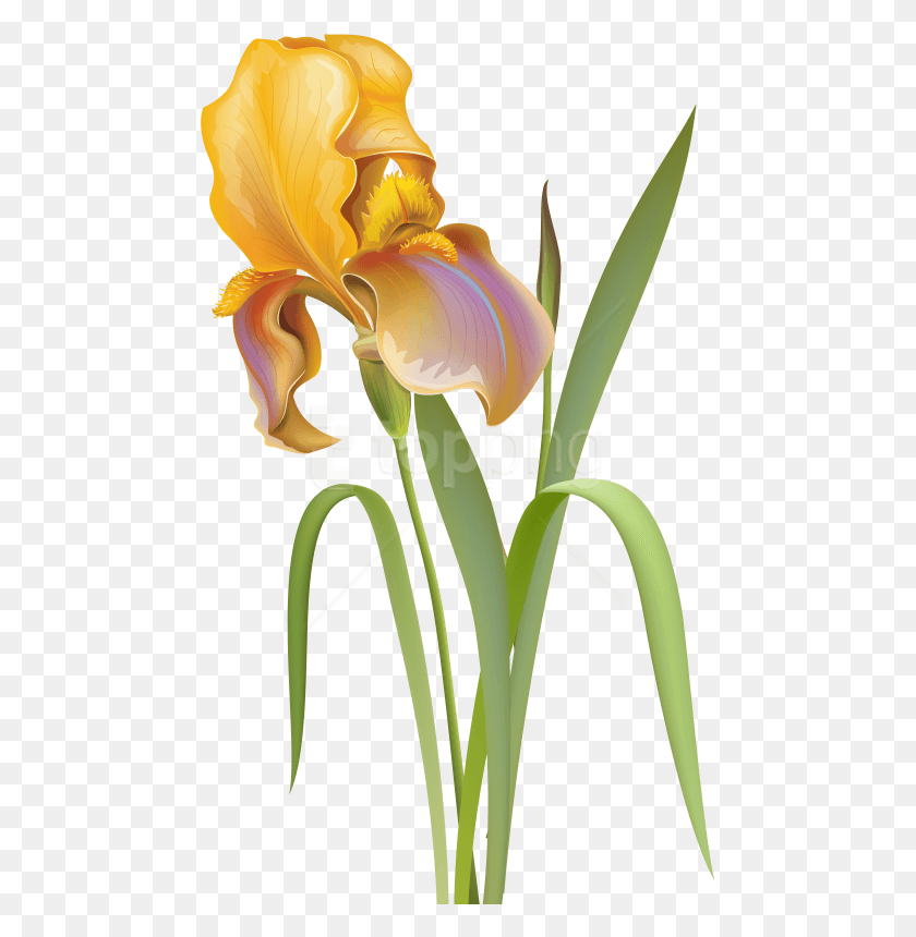 473x800 Free Iris Flower Clipart Photo Iris Flower Iris, Plant, Blossom, Petal HD PNG Download