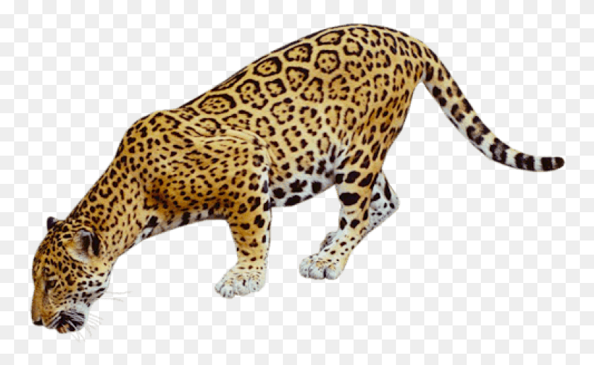 760x456 Descargar Png Jaguar Beber Imágenes De Fondo Coyote Buttes La Ola, Pantera, La Vida Silvestre, Mamífero Hd Png