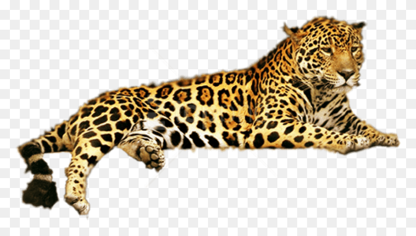 850x455 Descargar Png Jaguar Imágenes De Fondo Leopardo, Pantera, La Vida Silvestre, Mamífero Hd Png