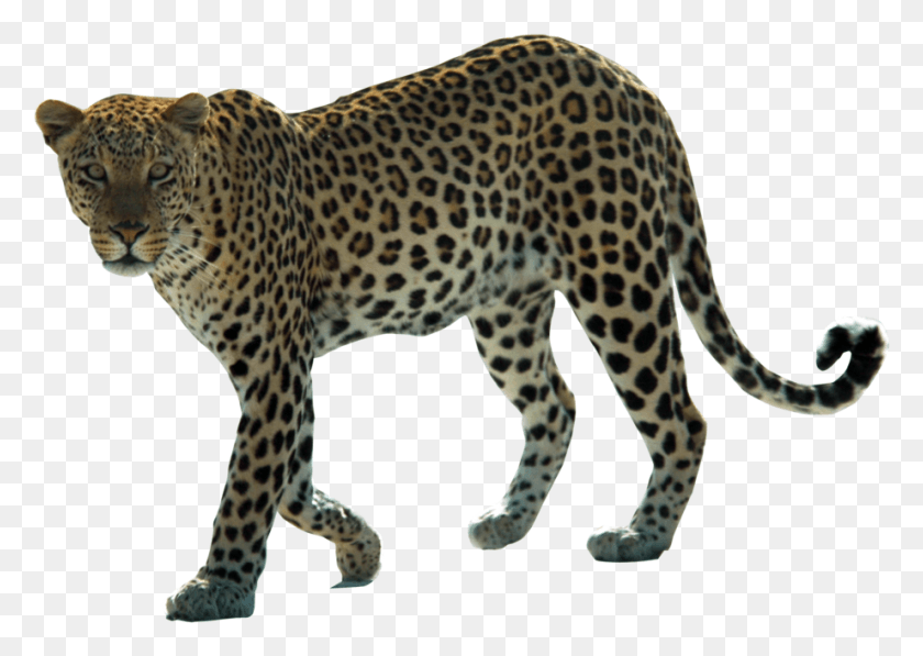921x635 Png Изображение - Jaguar Pics Images Background Прозрачный Леопард, Пантера, Дикая Природа, Млекопитающие Png.