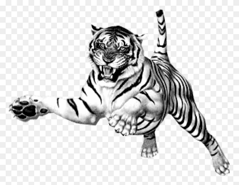 826x626 Бесплатные Изображения Тигра В Прыжке С Изображением Белого Тигра На Прозрачном Фоне, Дикая Природа, Млекопитающее, Животное, Hd Png Скачать