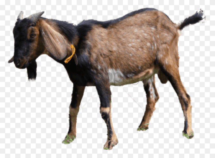 850x608 Free Kambing Kurban Image With Transparent, Horse, Mammal, Animal HD PNG Download