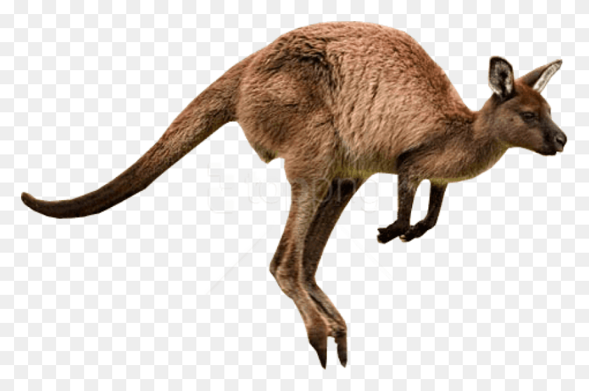 850x542 Free Kangaroo Jumps Images Background Kangaroo, Mammal, Animal, Wallaby HD PNG Download