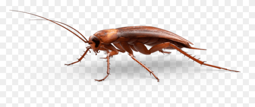 851x319 Descargar Png / Cucaracha Png