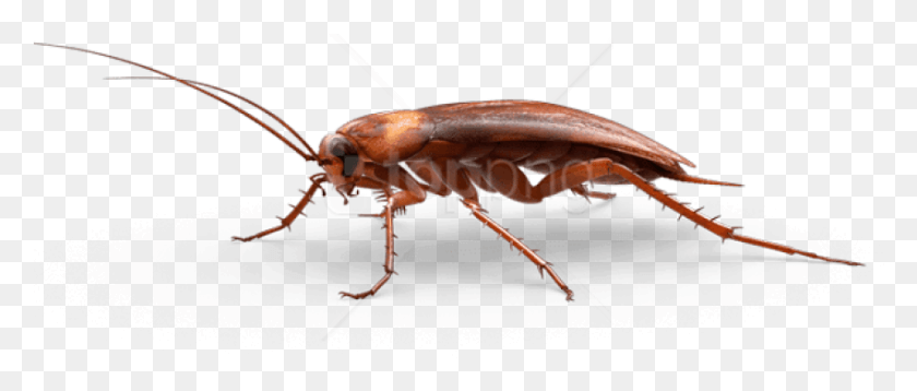 Free Large Cockroach Images Background Roach Transparent Background, Insect, Invertebrate, Animal HD PNG Download