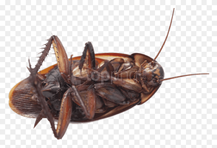 815x535 Free Large Cockroach On Its Back Images Cockroach, Insect, Invertebrate, Animal HD PNG Download
