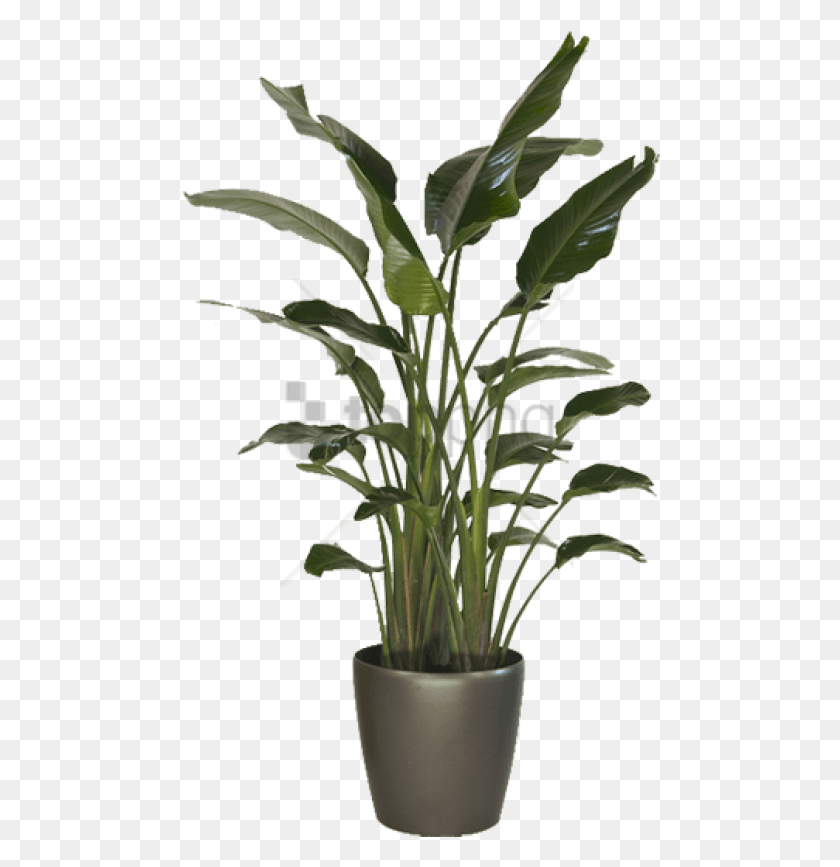 480x807 Free Large Indoor Bird Of Paradise Image With Large Indoor Floor Plants, Plant, Leaf, Tree HD PNG Download