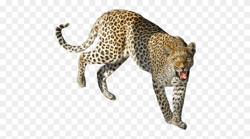 478x409 Descargar Png Leopardo De Pie Imágenes De Fondo Sentado Leopardo, Pantera, La Vida Silvestre, Mamífero Hd Png