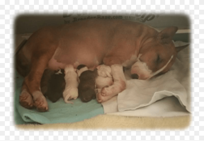 780x522 Free Library Newborn Puppy Culture Its Hard To New Born Puppy In Mauritius In Paws, Canine, Mammal, Animal HD PNG Download