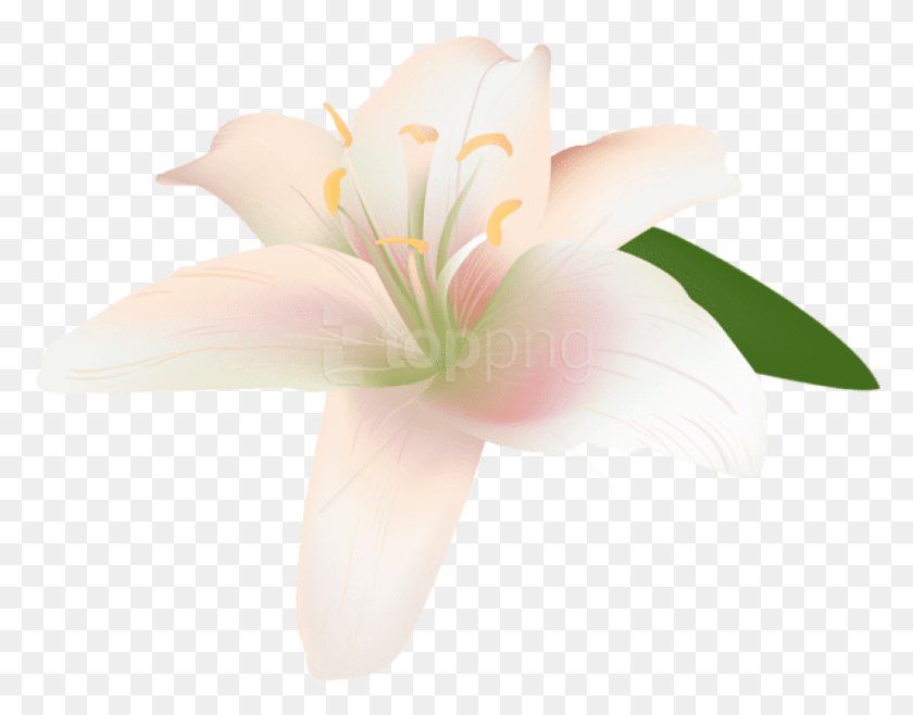 839x644 Free Lily Flower Transparent Images Transparent Lily, Plant, Flower, Blossom HD PNG Download