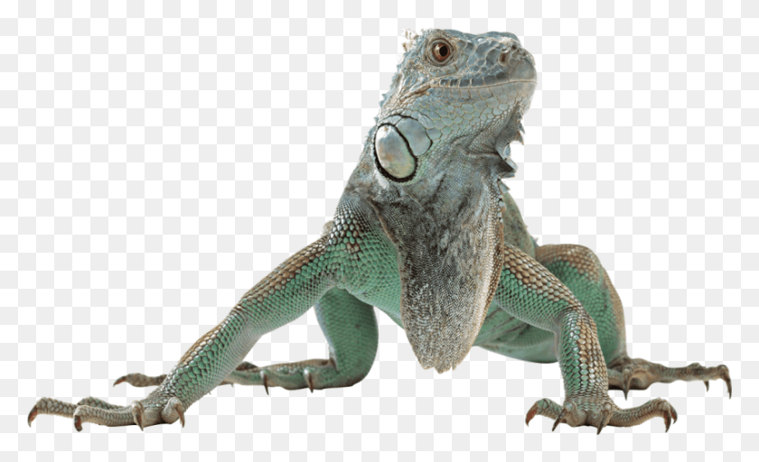 850x493 Descargar Png Lagarto, Reptil, Animal, Iguana Hd Png