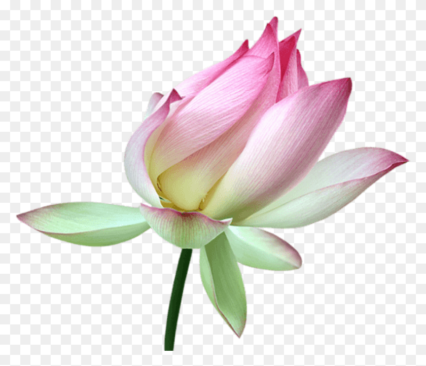 842x715 Лотос Бутон Картинки Фон Прозрачный Лотос, Растение, Цветок, Цветение Hd Png Скачать