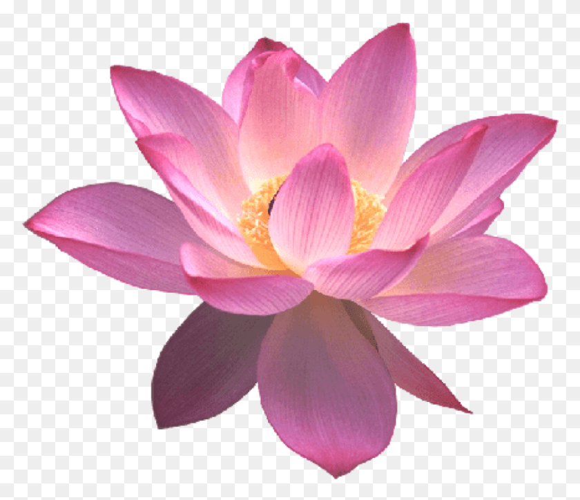 808x688 Free Lotus Images Transparent Lotus Flower Transparent Background, Plant, Lily, Flower HD PNG Download