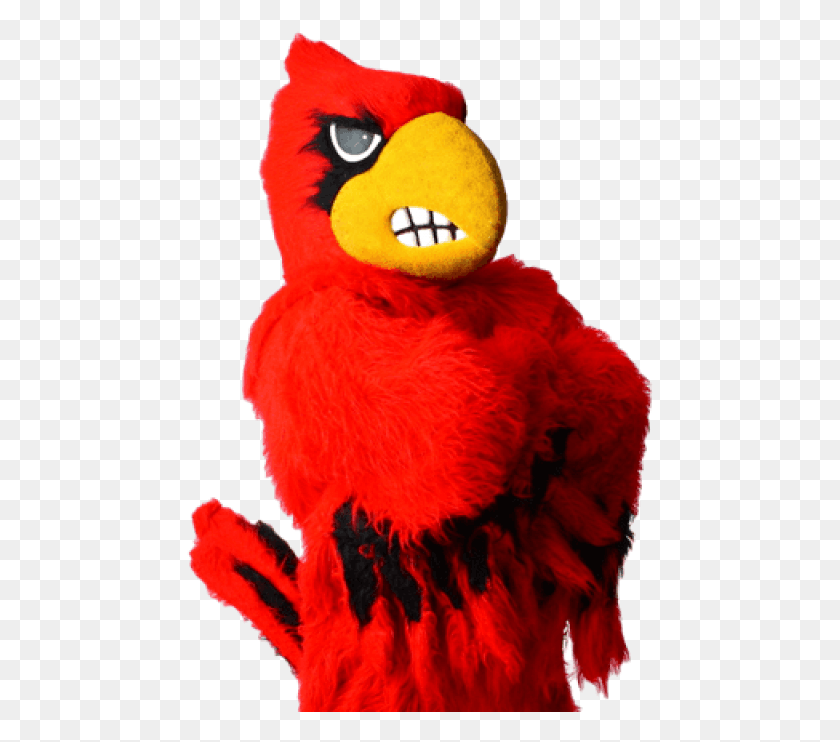 468x682 Free Louisville Cardinal Mascot Images Parrot, Bird, Animal, Beak HD PNG Download