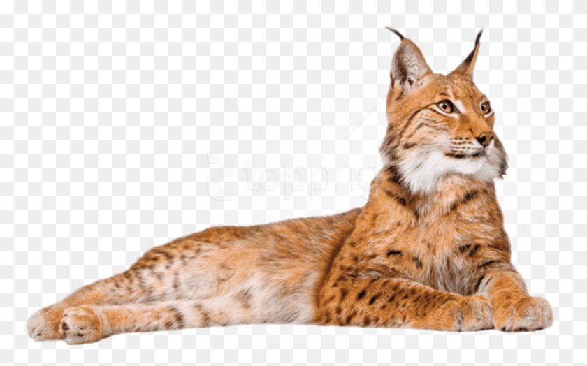 850x506 Free Lynx Lying Down Images Background, Wildlife, Mammal, Animal HD PNG Download