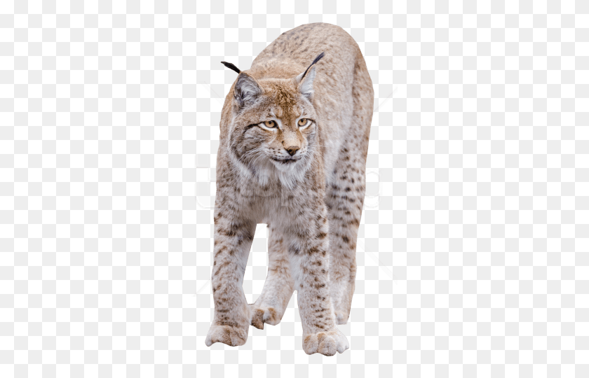 295x480 Free Lynx Standing Images Transparent, Mammal, Animal, Wildlife HD PNG Download