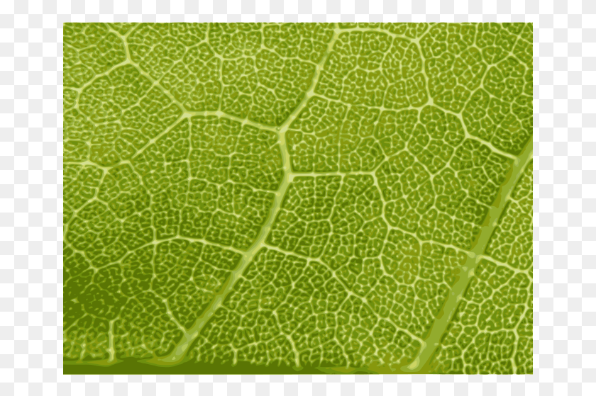 665x499 Free Maple Leaf Close Up Portable Network Graphics, Leaf, Plant, Veins HD PNG Download