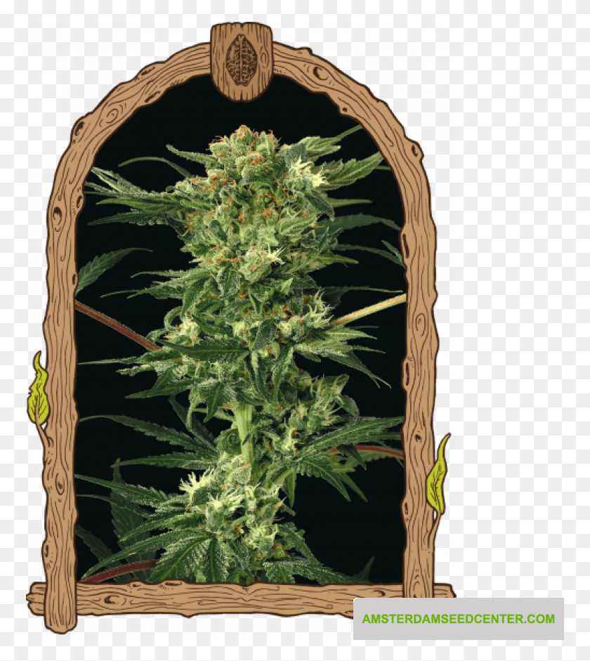 767x881 Free Monster Mash 1 Pack With Every Exotic Seed Order Devil Kush Regular Seeds, Plant, Weed, Architecture HD PNG Download