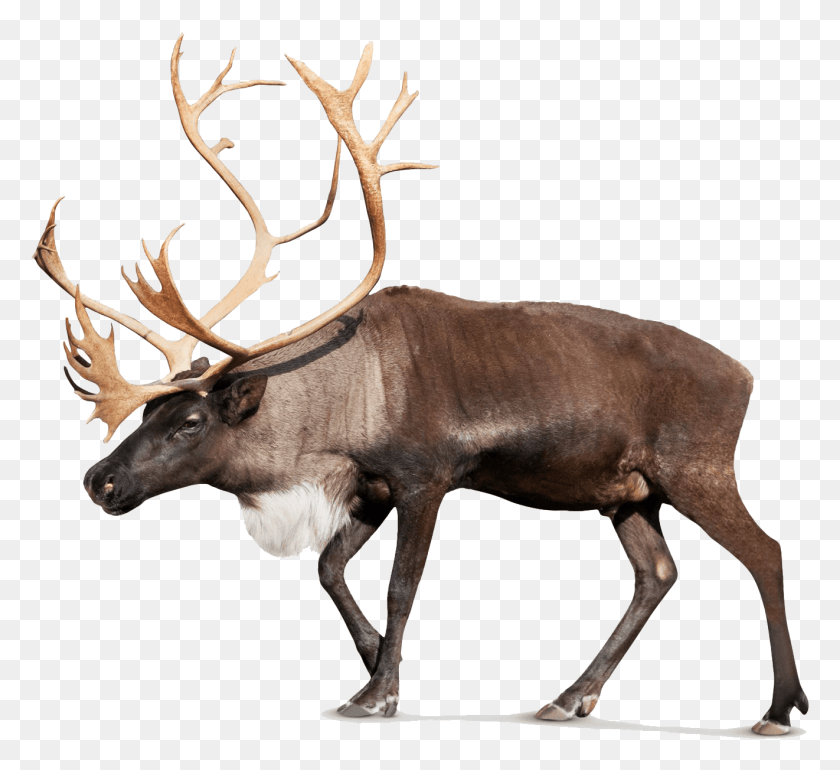779x710 Free Moose Pic Images Transparent Antler, Elk, Deer, Wildlife HD PNG Download