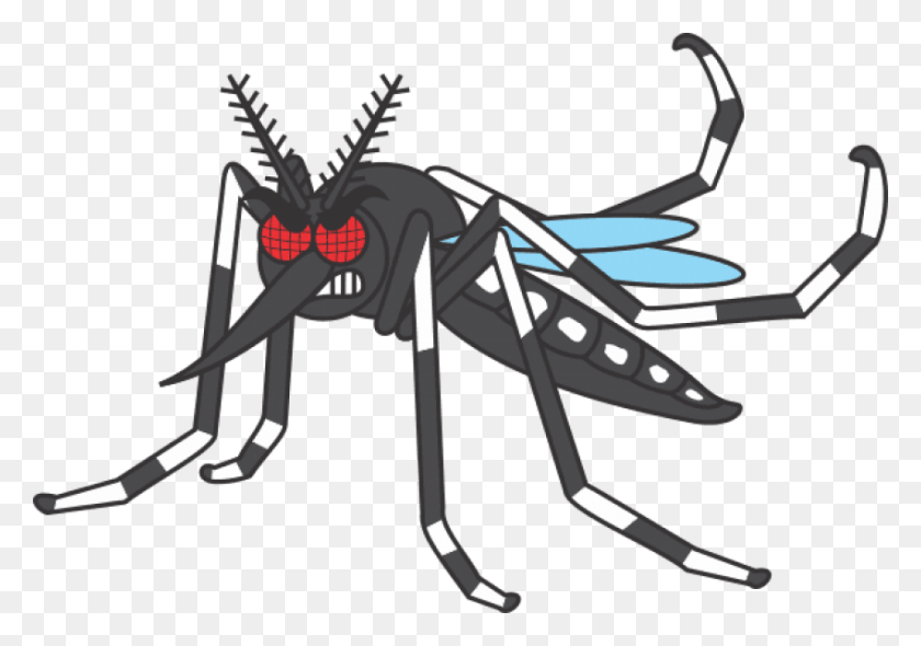 850x578 Free Mosquito Desenho Images Background Mosquito Da Dengue Desenho, Insect, Invertebrate, Animal HD PNG Download