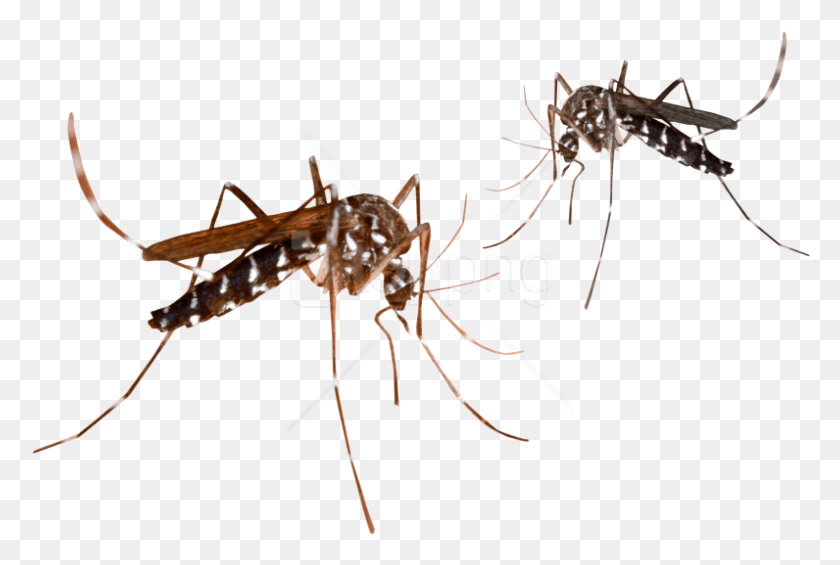796x516 Free Mosquito Images Transparent Clipart Transparent Background Mosquito, Insect, Invertebrate, Animal HD PNG Download