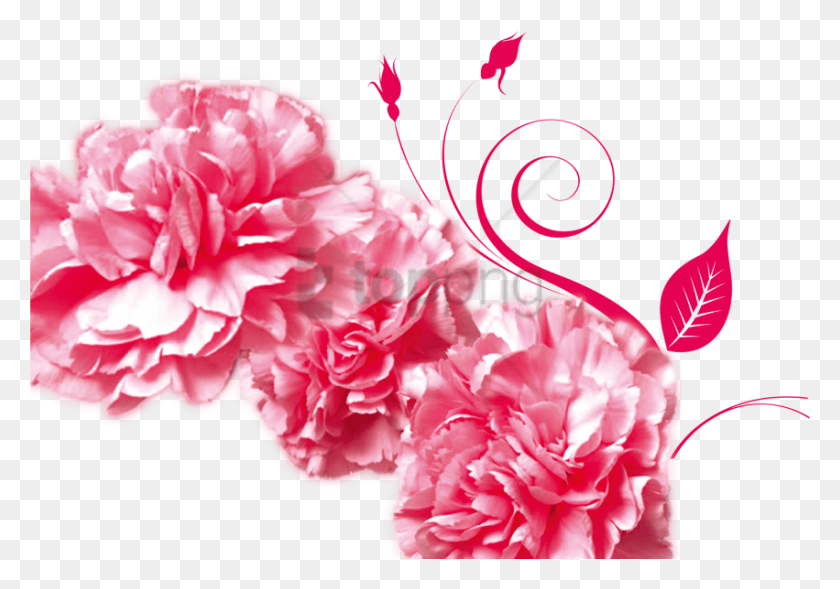 851x578 Free Mothers Day Gratitude Advertising Carnation Pink Carnation, Plant, Flower, Blossom HD PNG Download
