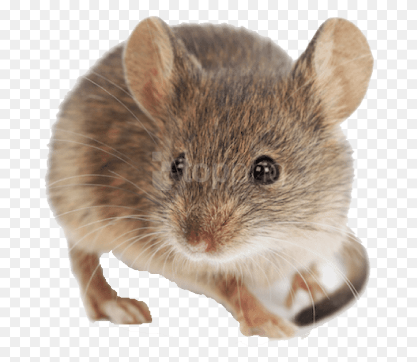 668x670 Free Mouse Images Background Images, Rodent, Mammal, Animal HD PNG Download
